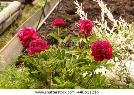 red peony flowers on the flowerbed close up photo