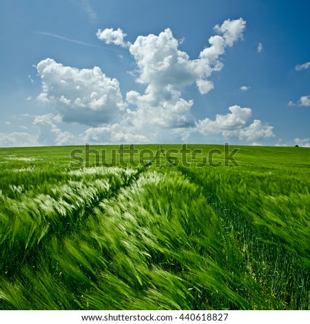 Green spring wheat field with blue cloudy sky. Picture for background or wallpaper.