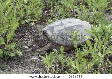 A common snapping turtle sunbathing on the grass ground in a park.