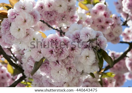 Double cherry blossoms, spring. Blossoms Sakura flowers, background.