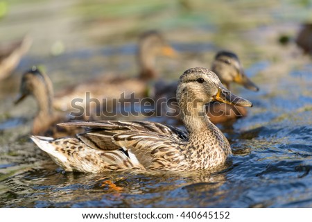 Birds and animals in wildlife. Amazing mallard duck family view of mother duck swimming with her baby ducklings in clear blue water of river at the middle of sunny summer day.