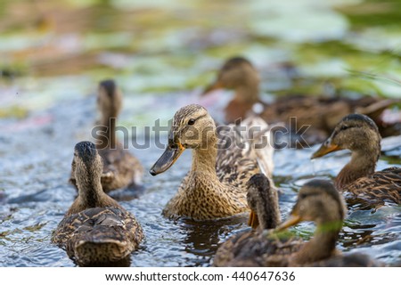 Birds and animals in wildlife. Closeup perspective of mallard mother duck with ducklings swimming and playing in blue water in the middle sunny summer day.
