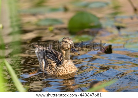 Birds and animals in wildlife. Closeup landscape of beautiful mallard mother duck swimming in colored water with green plants.