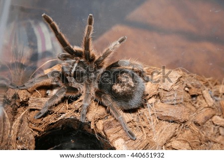 spider in a terrarium in the web