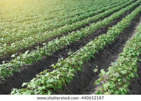 Outdoor photo of soybean plants in a field,soybean field with rows of soya bean plants, selective focus, light effect on the left side of picture

