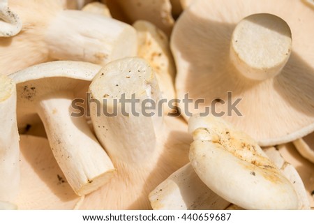 milky mushrooms