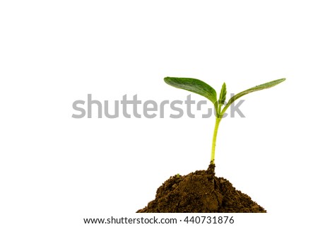 Close-up of small green young plant growing up from black heap soil over isolated white background. Green spout for save and safe conservation environment. Organic growing and clean ecosystem concept.