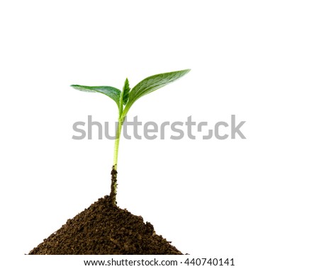 Close-up small green young plant growing up from black heap soil over isolated white background. Green spout for save/safe conservation environment. Organic growing, clean ecosystem concept.Copyspace.