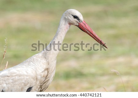 White stork (Ciconia ciconia) hunting for prey in a meadow