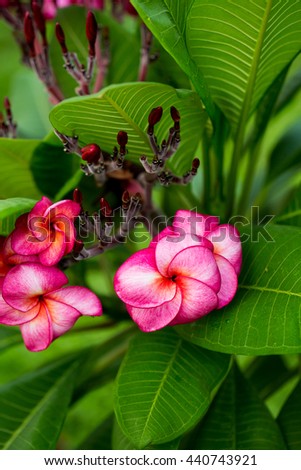Branch of tropical red flowers frangipani (plumeria) on green leaves background