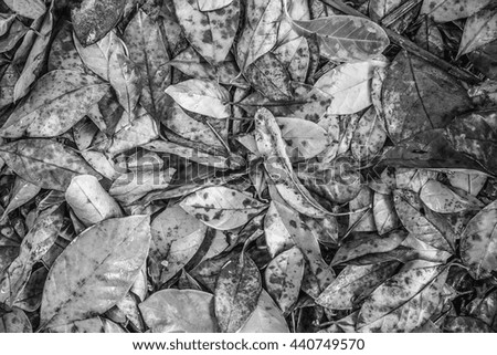 Fallen brown leaf of rubber tree on ground, black and white picture