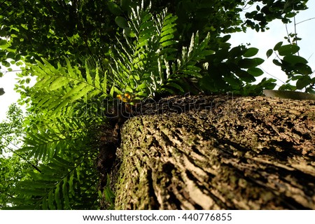 Beautyful ferns leaves green in the wild