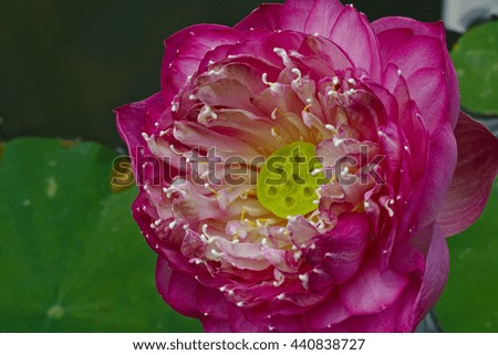Pink lotus  with green lotus leaves close-up