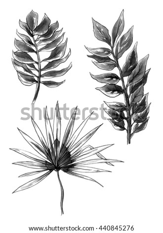 Black and white tropical exotic palm leaves. Botanical hand drawn monochrome watercolor illustration set isolated on white background. Thailand Bali Asia, Hawaii. For wedding printings. Japanese style