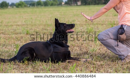 German Shepherd training (Sit command) Royalty-Free Stock Photo #440886484
