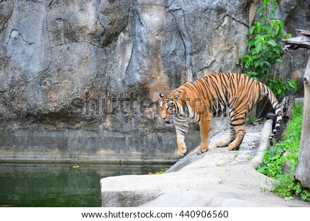 Tiger in zoo.