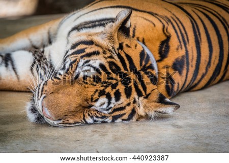 The tiger sleep on the floor.Animal wildlife