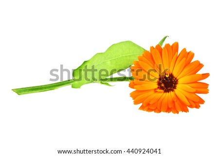 Calendula. Marigold flower with leaves isolated on a white background