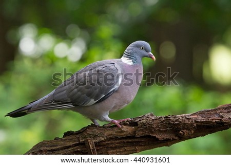 Wood pigeon sitting on a tree stump in forest Hoenderloo, Netherlands Royalty-Free Stock Photo #440931601