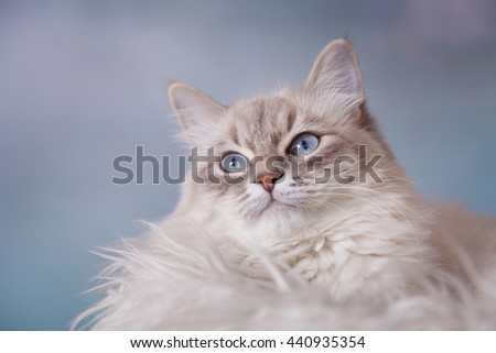 Neva Masquerade silver-tabby point cat lying on white fur on blue sky background 