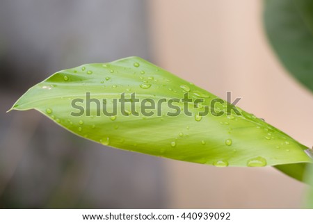 a leaf and water drops on it background