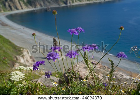 A close up of the blue flowers (Asteraceae) at sea. On background are seawater, rocks and stones.