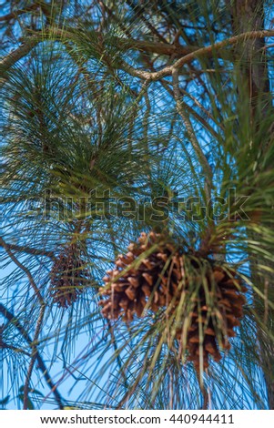 Pine cone on a pine tree, Minas Gerais, Brazil.