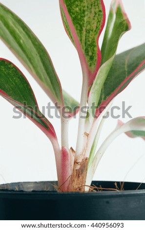 Chinese evergreens' leaf (Aglaonema), a small tree in black pot isolated over white background. Auspicious tree in thailand. Selective focus.