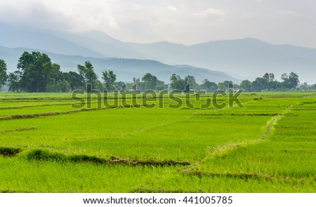 Rice paddy fields in the Dang valley in Terai, Nepal Royalty-Free Stock Photo #441005785
