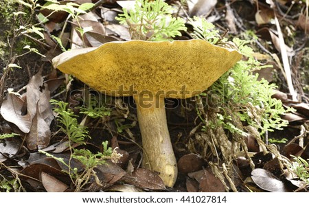 Umbrella like yellow mushroom