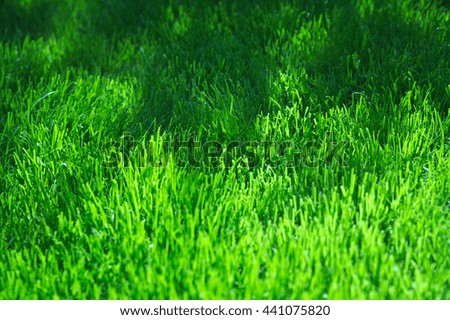 green grass background field