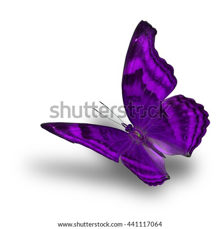 The beautiful flying metal purple butterfly on white background with soft shadow