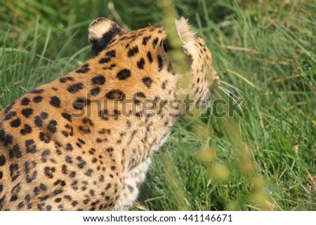 A cheetah close up.
