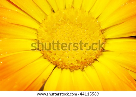 macro picture of the stem of a gerbera flower