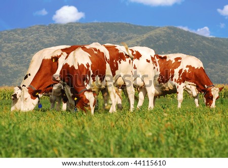 picture of brown cows grazing on grass field