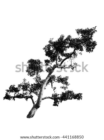 monochrome tree
