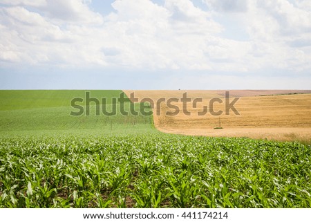 Wavy spring agricultural land with maize, sunflower, wheat, against a blue sky with white clouds