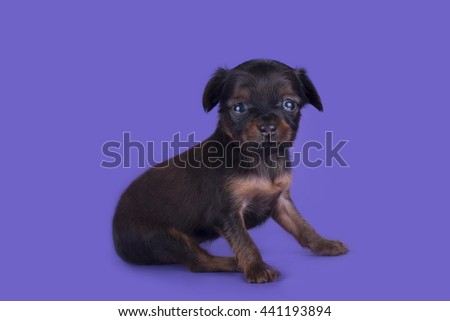 Little Puppy Russian toy terrier isolated on a colored background