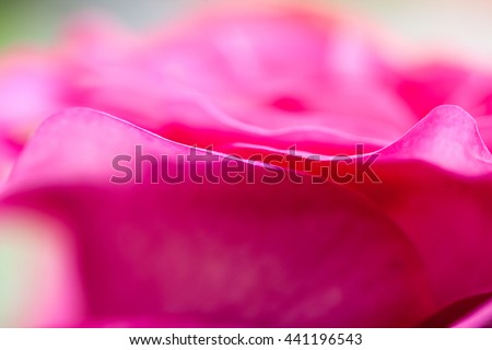 Colorful, beautiful, delicate rose petals and details