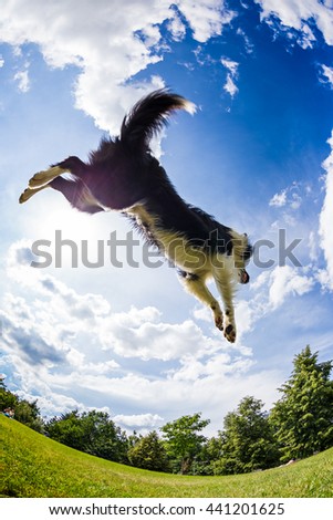 Border Collie jumping for the ball. Beautiful cloudy sky in background.