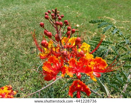 mexican bird of paradise flowers 