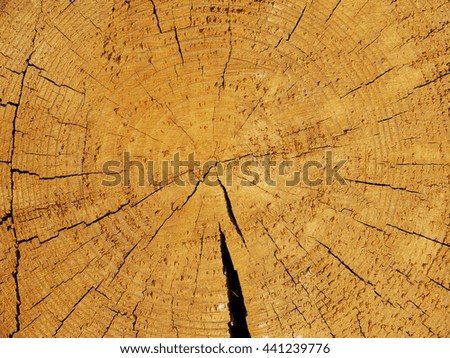 cut pine. Background