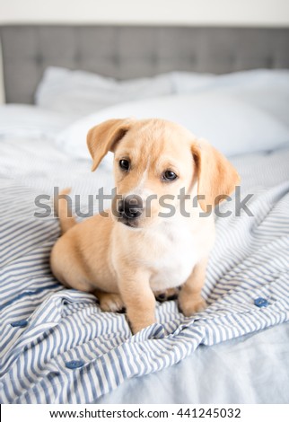 Adorable Small Terrier Mix Puppy Sitting on Striped Bed