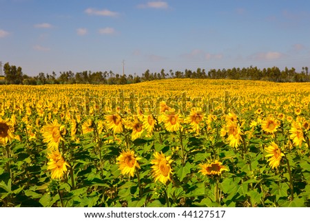 Landscap picture of a beautiful meadow with sunflowers