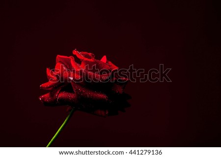 Fresh red rose flower with soft petals on drak background closeup