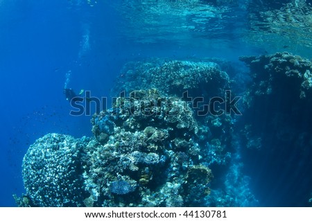 Diver along the reef, red Sea, south Sinai, Egypt