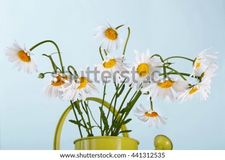 Beautiful daisies bouquet in green watering can at blue background. Flower in vase. Natural camomile closeup.