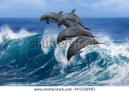 Four beautiful dolphins jumping over breaking waves. Hawaii Pacific Ocean wildlife scenery. Marine animals in natural habitat. Royalty-Free Stock Photo #441338983