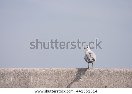 Alone seagull perches on rail bridge, Cross process color.