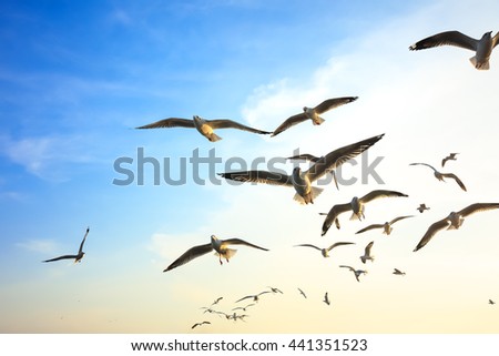 Seagulls flying at sunset.